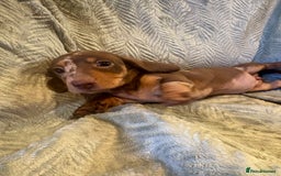 Dachshund dogs for sale: Miniature chocolate dachshund  - Image 6