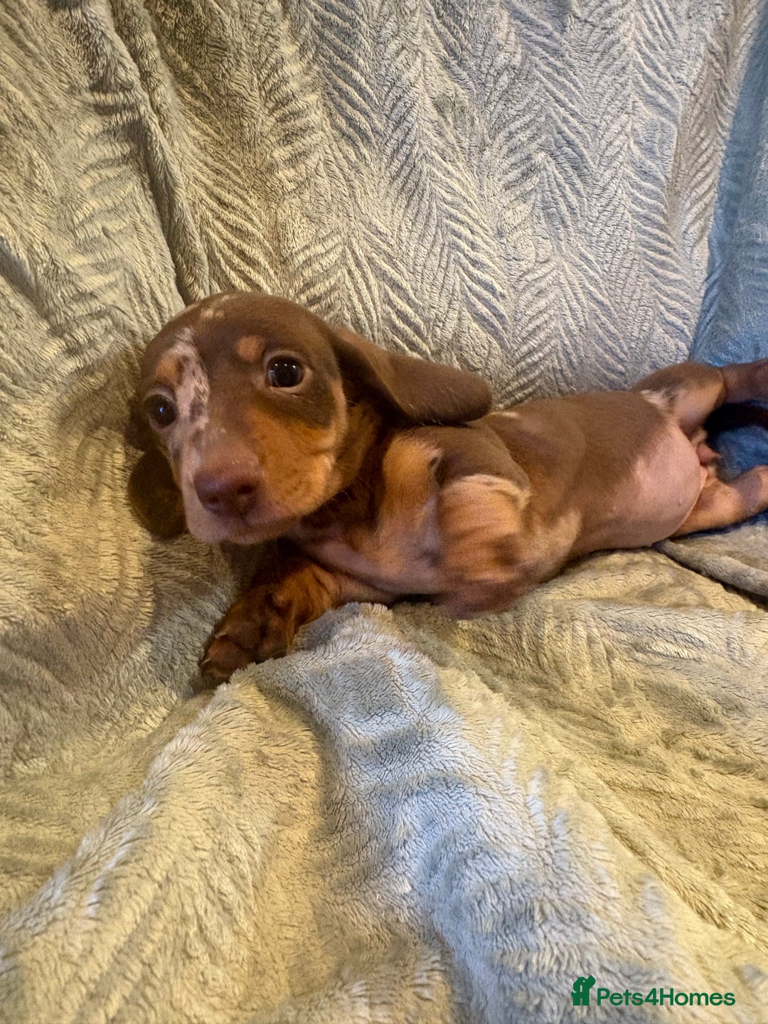 Dachshund dogs for sale: Miniature chocolate dachshund  - Image 6