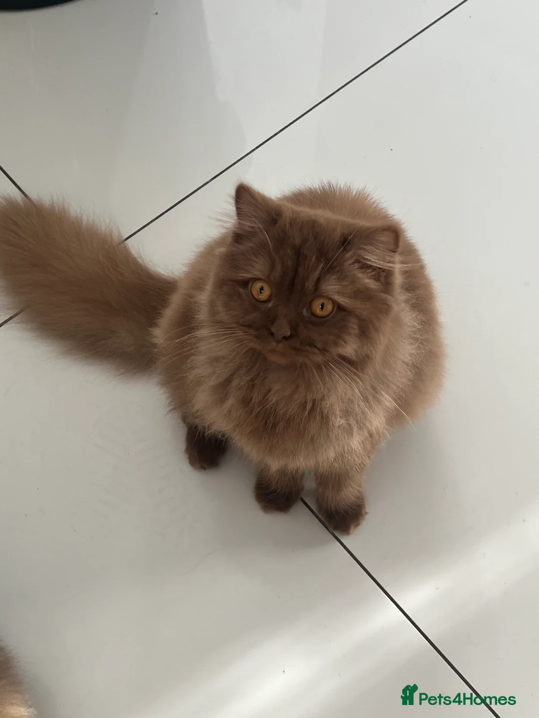 British Longhair cats for sale: Cinnamon British long hair female  - Advert 3