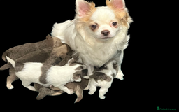 Chihuahua dogs for sale: Chihuahua - Amazing Fluffy boys and girls - Advert 2