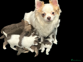 Chihuahua dogs Chihuahua - Amazing Fluffy boys and girls - Advert 3