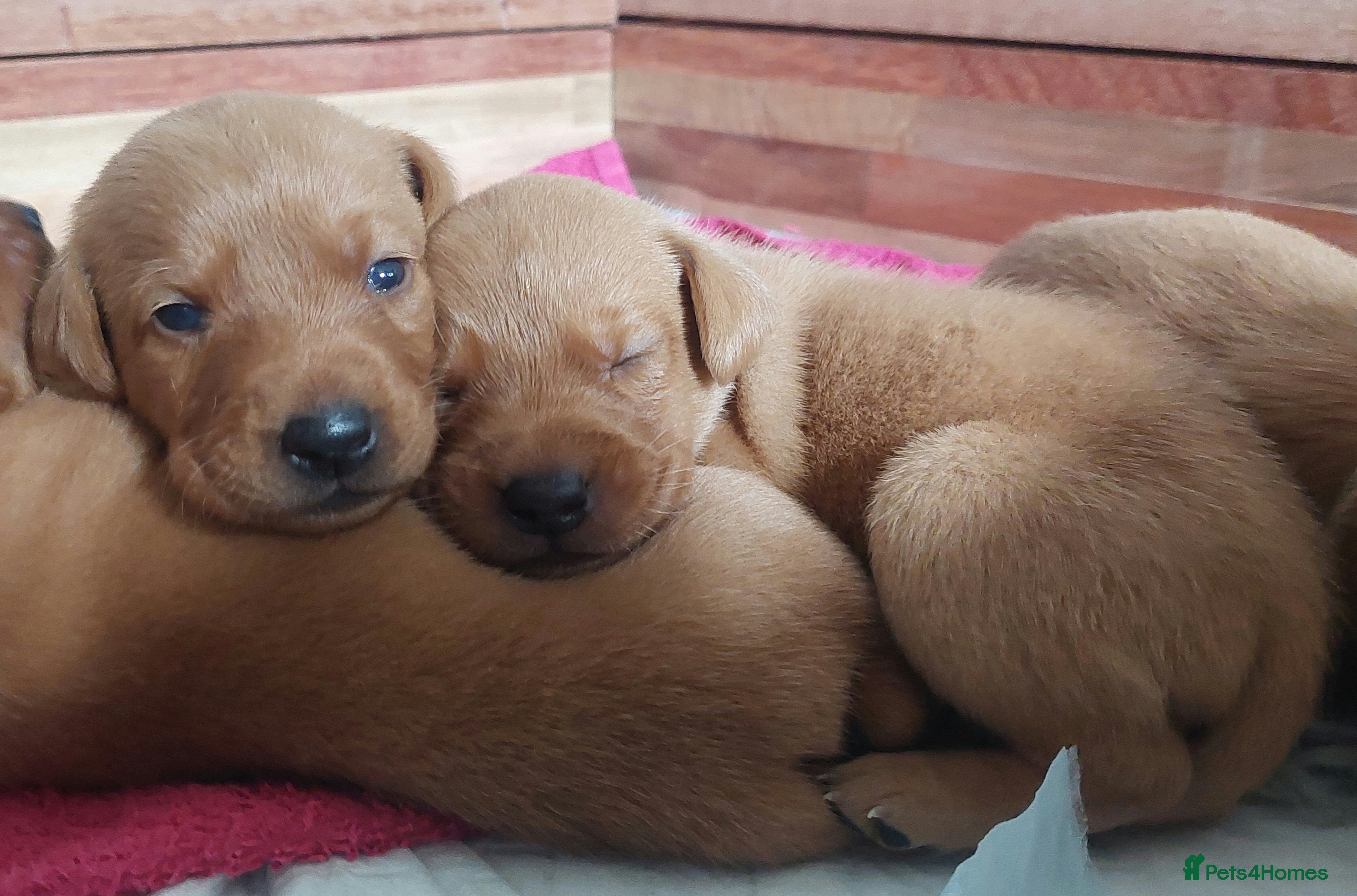 Labrador Retriever dogs KC FoxRed LabradorRetriver Puppies WorkingLines - Advert 3