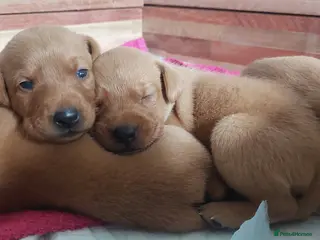 Labrador Retriever dogs KC FoxRed LabradorRetriver Puppies WorkingLines - Advert 3