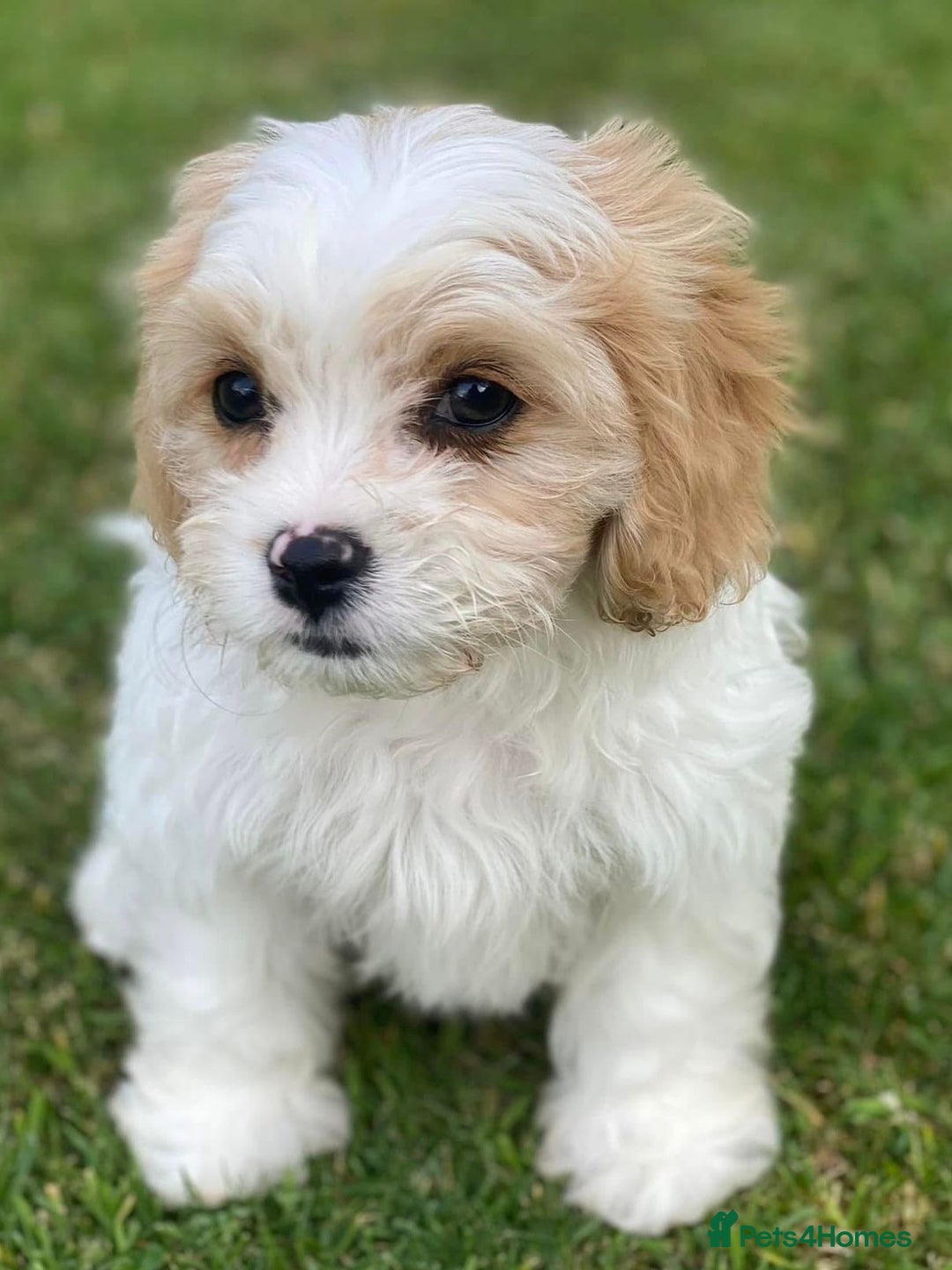 Cavachon dogs for sale: Cavachon puppies  - Image 3