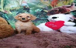 Mixed Breed dogs for sale: Stunning multigenerational golden Irish doodles  - Image 27