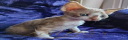 Devon Rex cats for sale: Beautiful Devon Rex Kitten - Advert 9