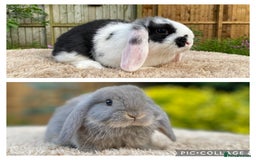 Mini Lop rabbits for sale: Baby Mini Lops For Sale - Image 1