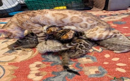 Bengal cats for sale: 7 Beautiful kittens are looking for a forever home - Image 1