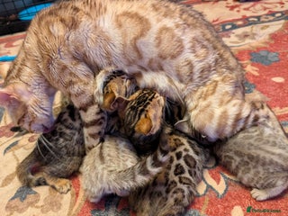 Bengal cats - Advert 2