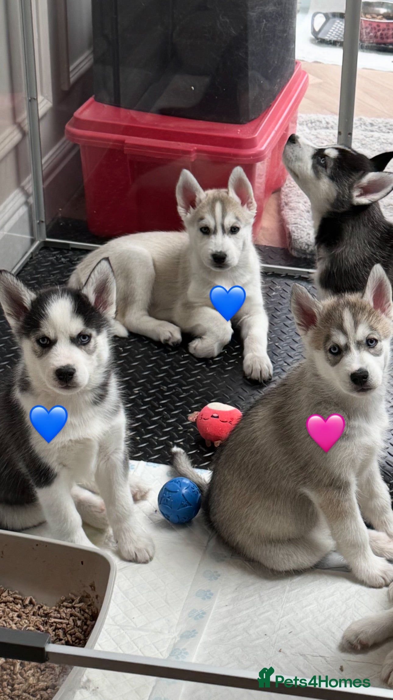 Siberian Husky dogs READY NOW KC REG SIBERIAN PUPS 2 BOYS 1 GIRL LEFT - Advert 2