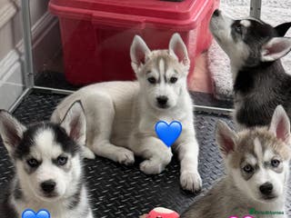 Siberian Husky dogs READY NOW KC REG SIBERIAN PUPS 2 BOYS 1 GIRL LEFT - Advert 5