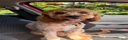 Cavapoo dogs for stud: Milo 1 years old. - Advert 7