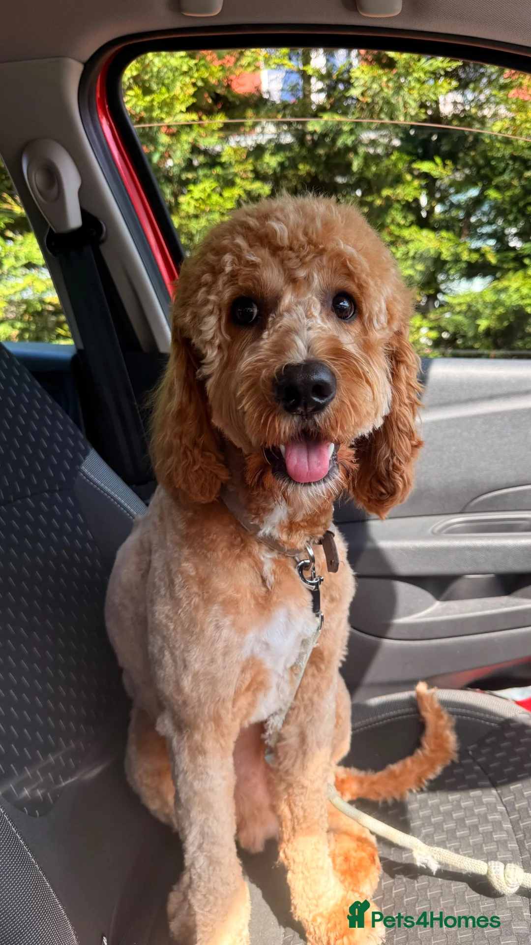 Cavapoo dogs for stud: Milo 1 years old Stud. - Advert 2
