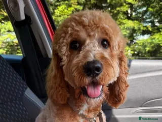 Cavapoo dogs Milo 1 years old Stud. - Advert 1