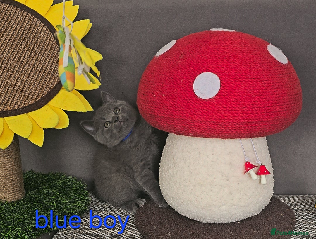 British Shorthair cats for sale: British Blue Shorthair kittens, GCCF pedigree - Image 14