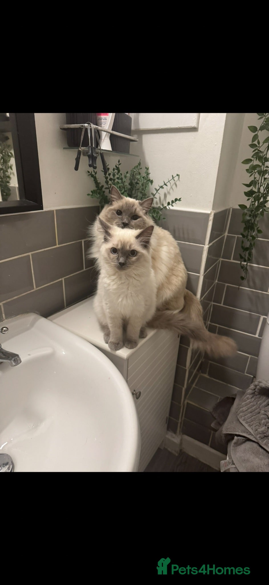 Ragdoll cats Blue eyed Ragdoll, Rehoming due to allergy  - Advert 3