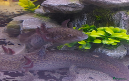 Other/Mixed Breed fish for sale: Axolotl  - Image 3