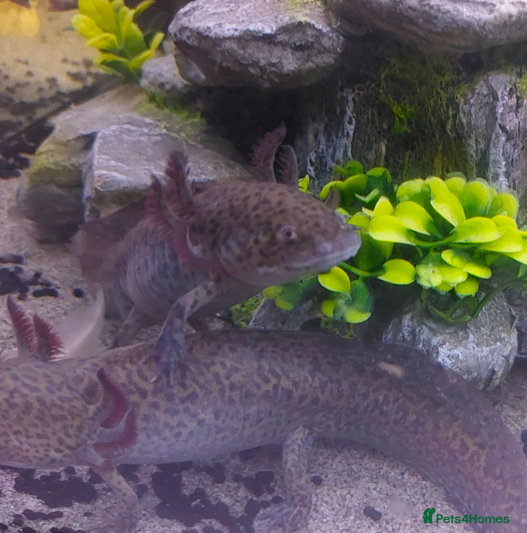 Other/Mixed Breed fish for sale: Axolotl  - Image 3