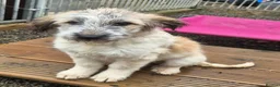 Mixed Breed dogs for adoption: Lola, Lena, Luna and Lyra  - Advert 7