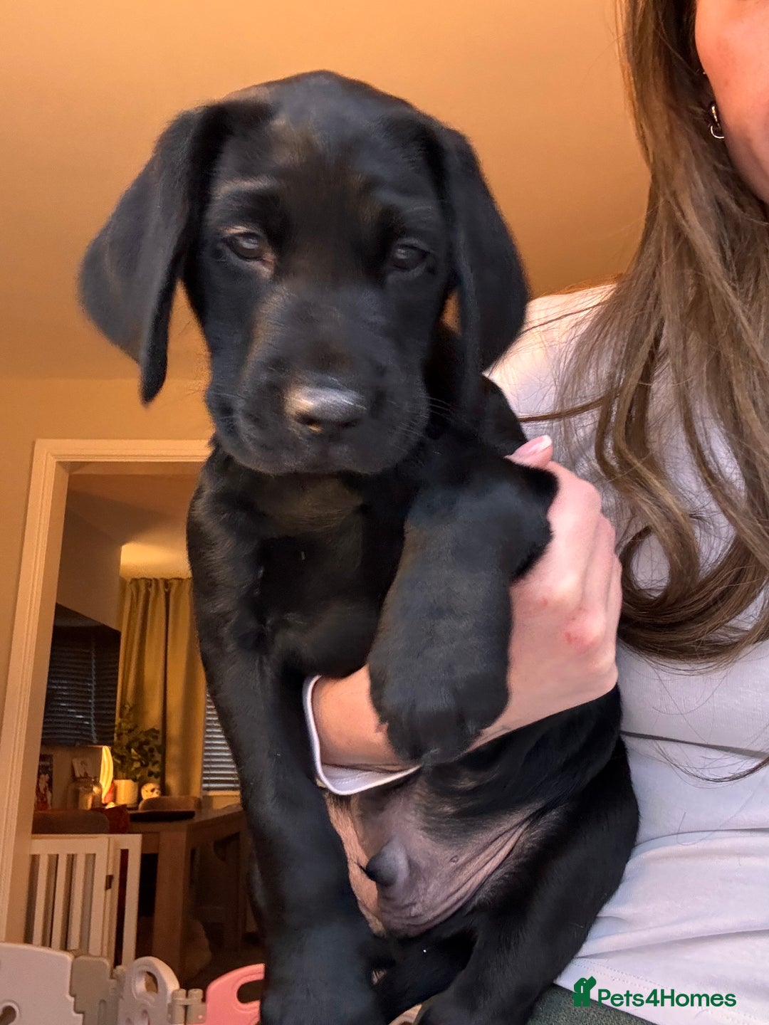 Labrador Retriever dogs for sale: Beautiful KC Labs / DRAKESHEAD - 1 BOY LEFT! - Advert 40