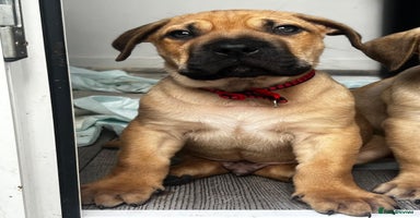 Presa Canario dogs - Advert 3