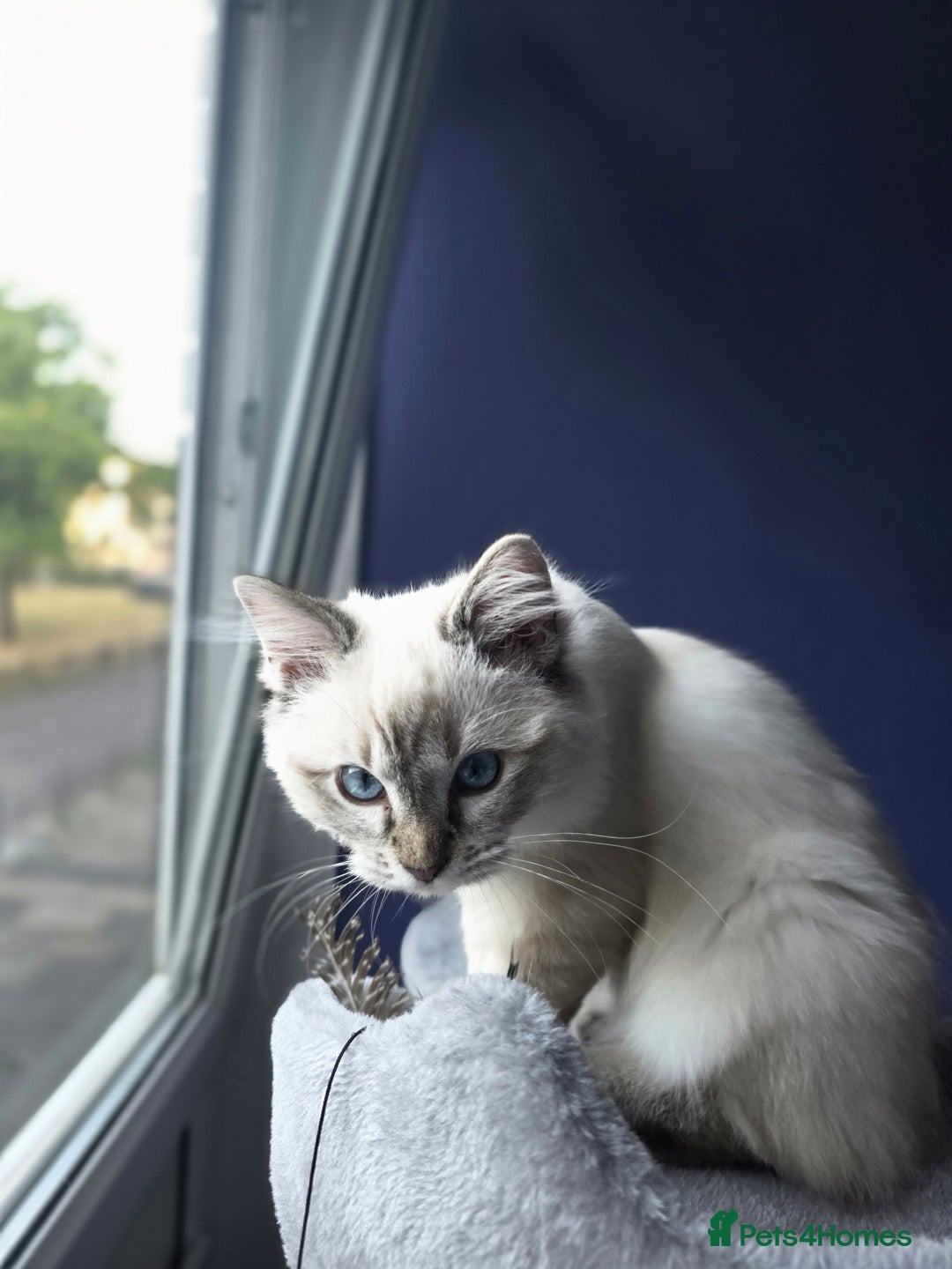 Ragdoll cats for sale: Bengal and Ragdoll - Image 10