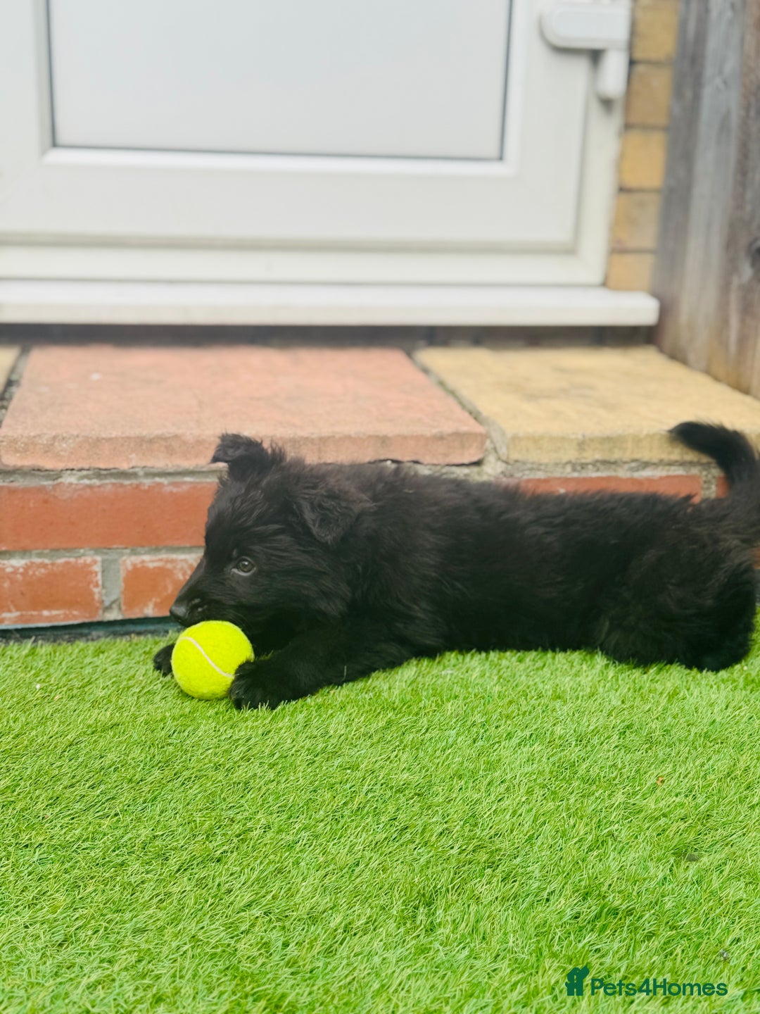 Mixed Breed dogs for sale: G.Sehepherd&white swiss Shepherd long coat puppies - Image 4