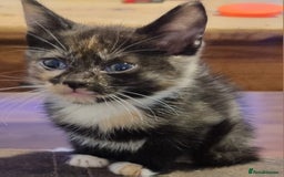 Mixed Breed cats for sale: Beautiful kittens - Image 5