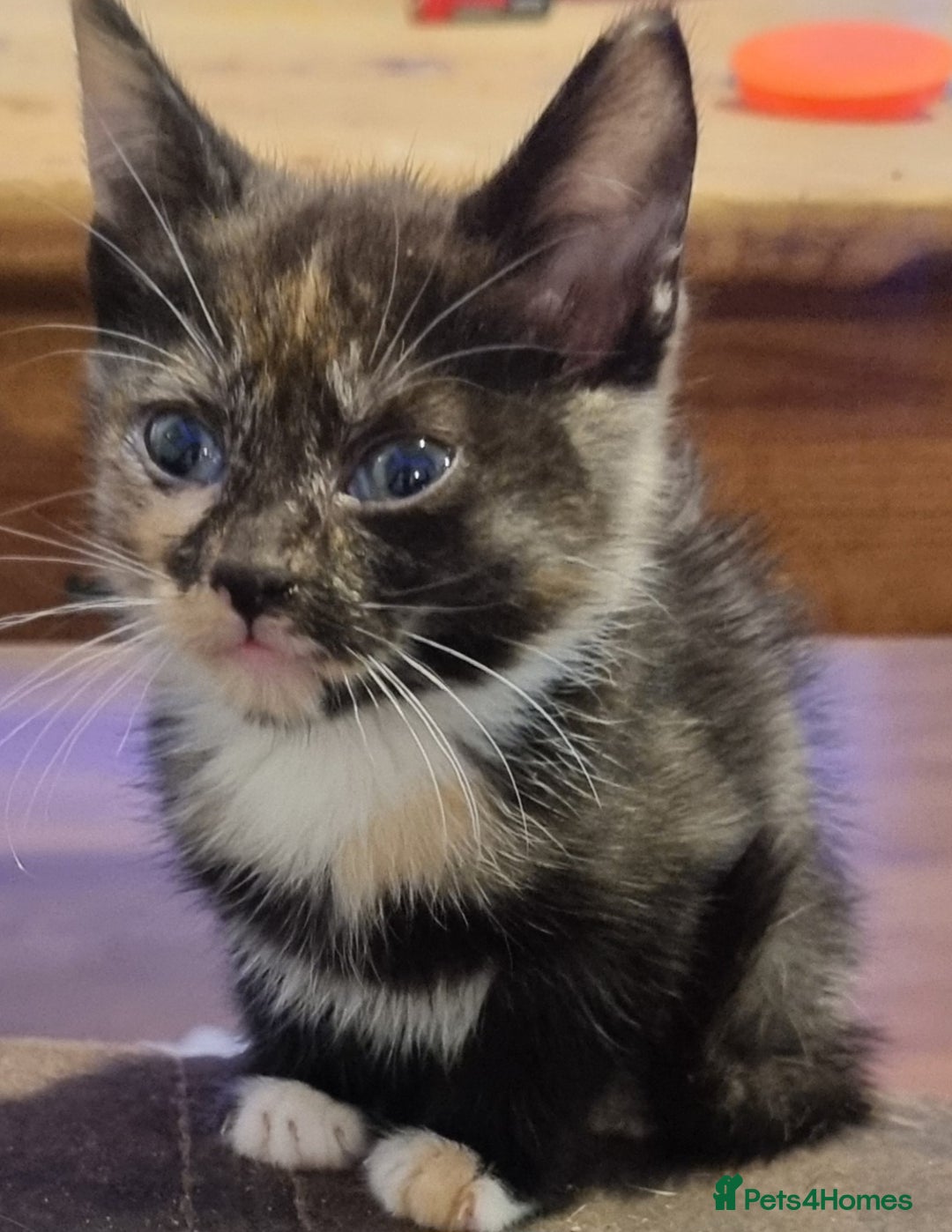 Mixed Breed cats for sale: Beautiful kittens - Image 5