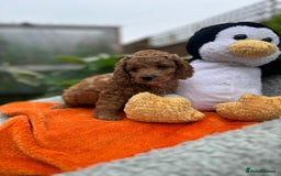 Cockapoo dogs for sale: F1b Cockapoo Puppies Ready Soon for Loving Homes - Image 24