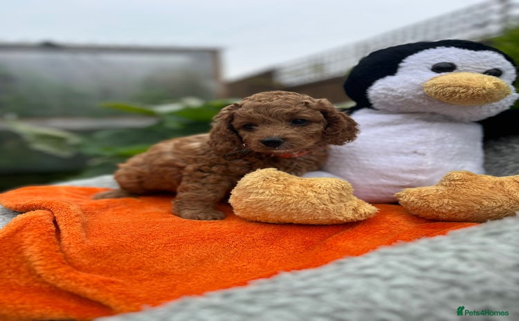 Cockapoo dogs - Advert 2