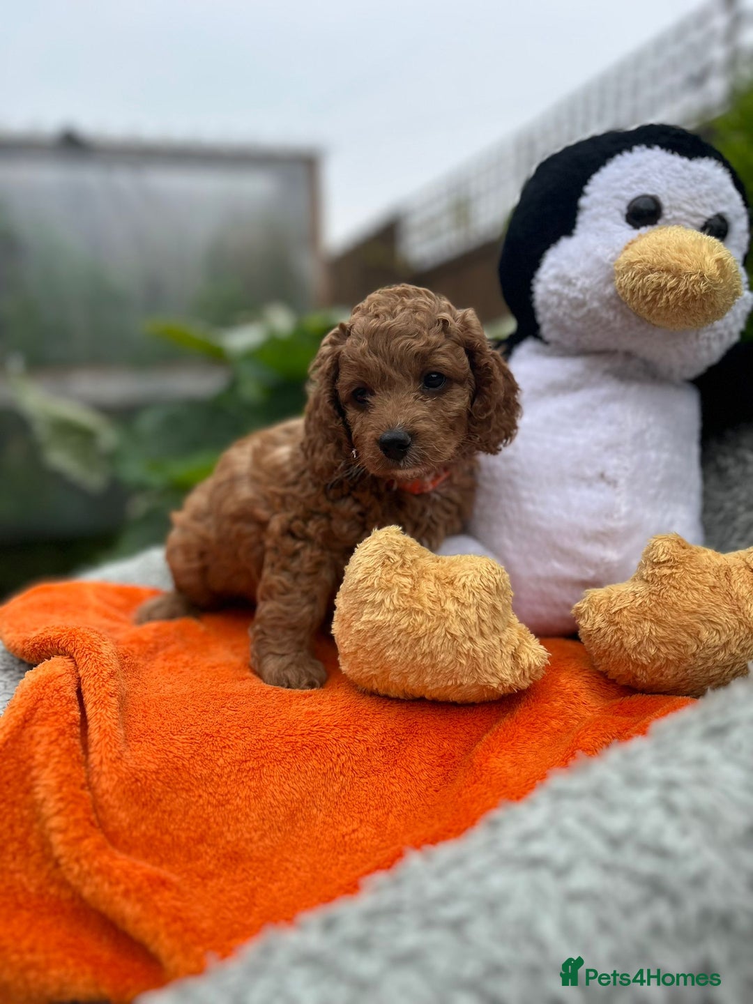 Cockapoo dogs for sale: F1b Cockapoo Puppies Ready Soon for Loving Homes - Image 24