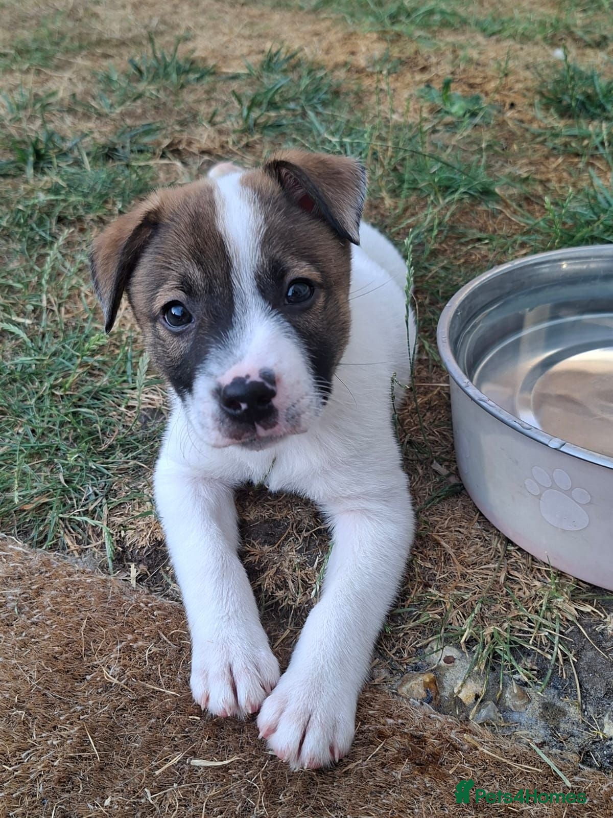 Mixed Breed dogs Fluffy staffies last white boy left! - Advert 17