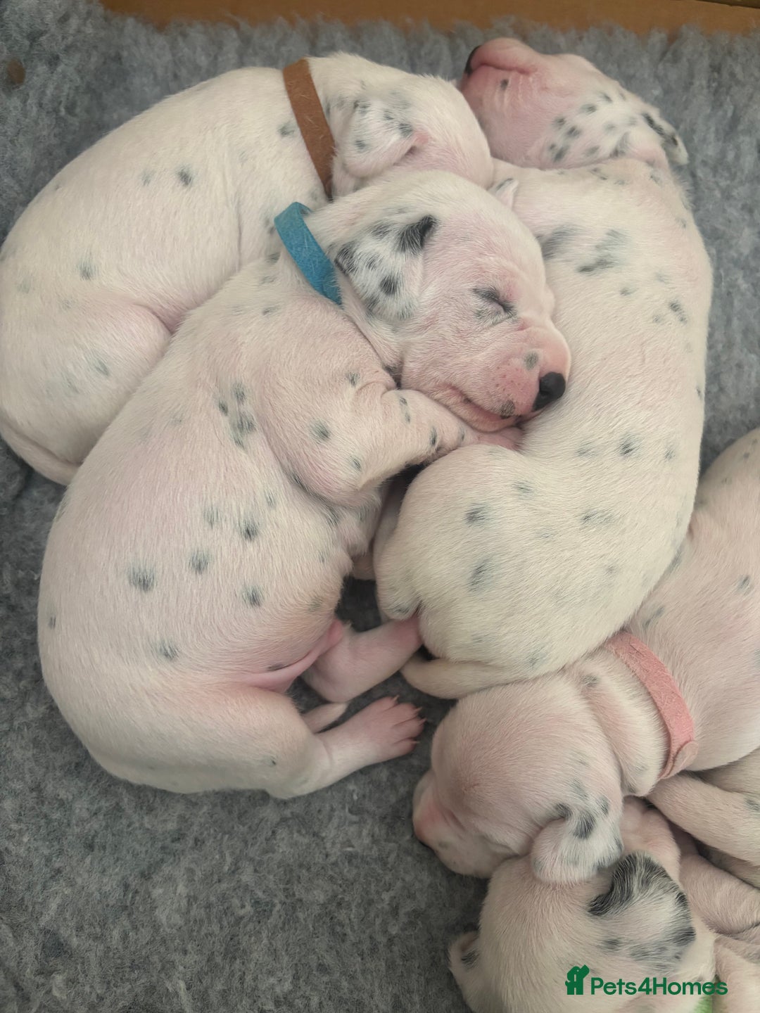 Dalmatian dogs for sale: 6 Beautiful Chunky Dalmatians born 27/5/25 in Stafford - Image 7