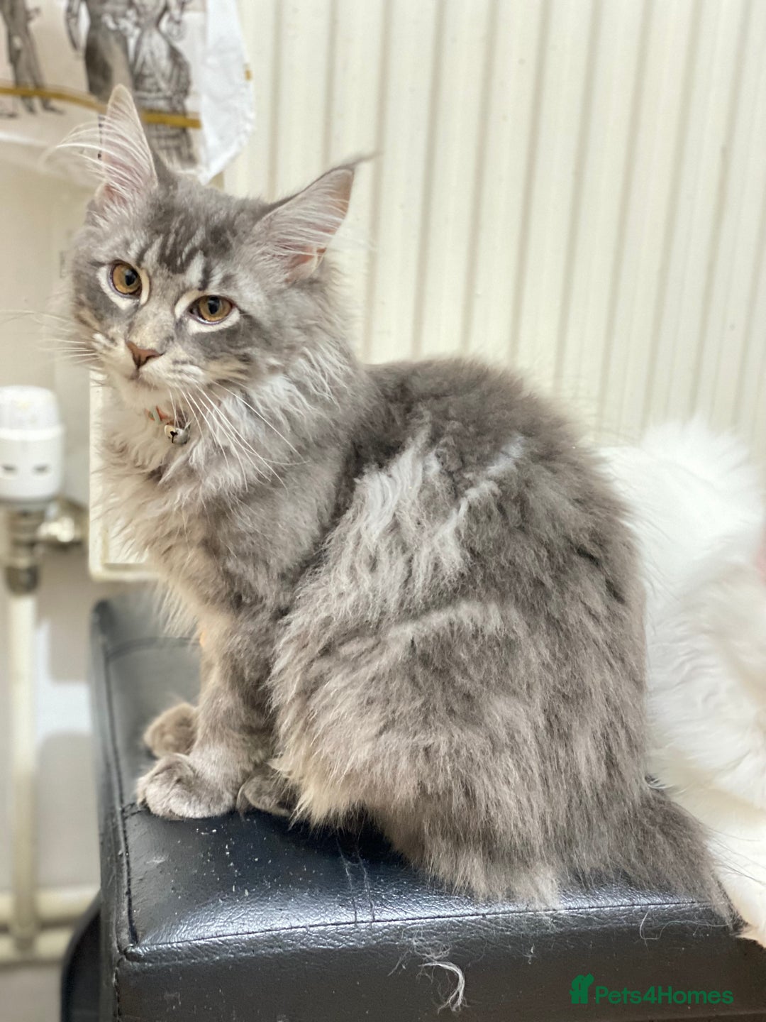 Maine Coon cats for sale: Maine Coon Kittens Ready for Their Forever Homes - Advert 13