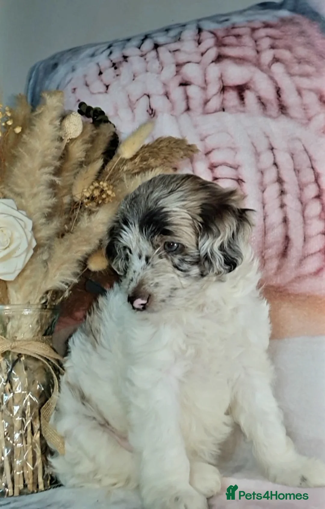 Mixed Breed dogs for sale: STUNNING RARE COLOURS F1B GOLDENDOODLE LITTER - Advert 25