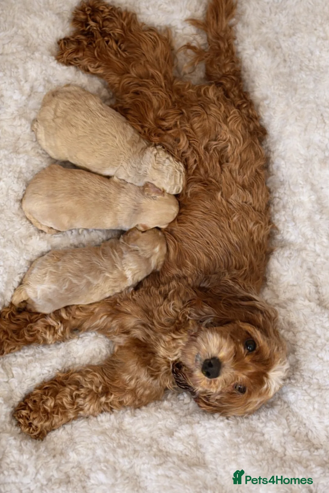 Cockapoo dogs for sale: Beautiful cockapoo puppies - Advert 1