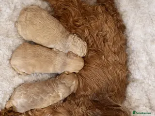 Cockapoo dogs Beautiful cockapoo puppies - Advert 2