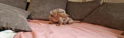 Miniature Dachshund dogs for sale: Ready to Leave  2 male 1 female in Bradford - Advert 13