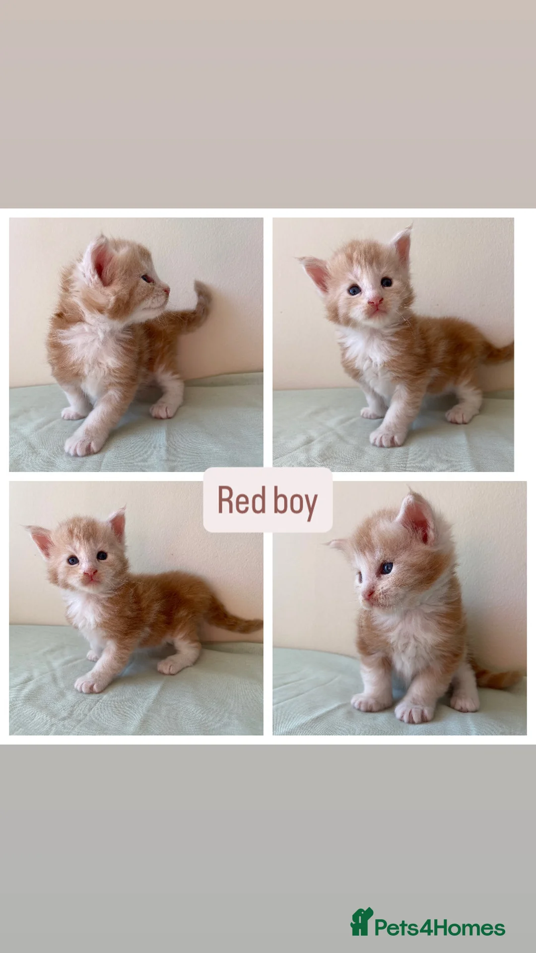 Maine Coon cats for sale: GCCF ACTIVE BLUE SMOKE TABBY MAINE COON BOY  - Advert 24