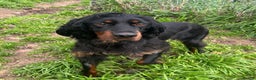 Gordon Setter dogs for adoption: Ona   - Advert 1