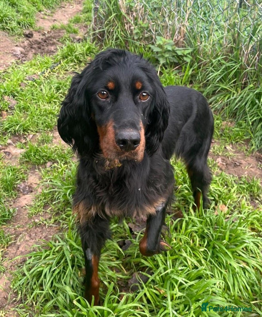 Gordon Setter dogs for adoption: Ona   - Advert 1