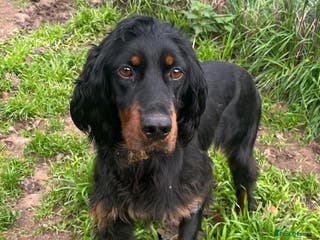 Gordon Setter dogs Ona - Advert 10
