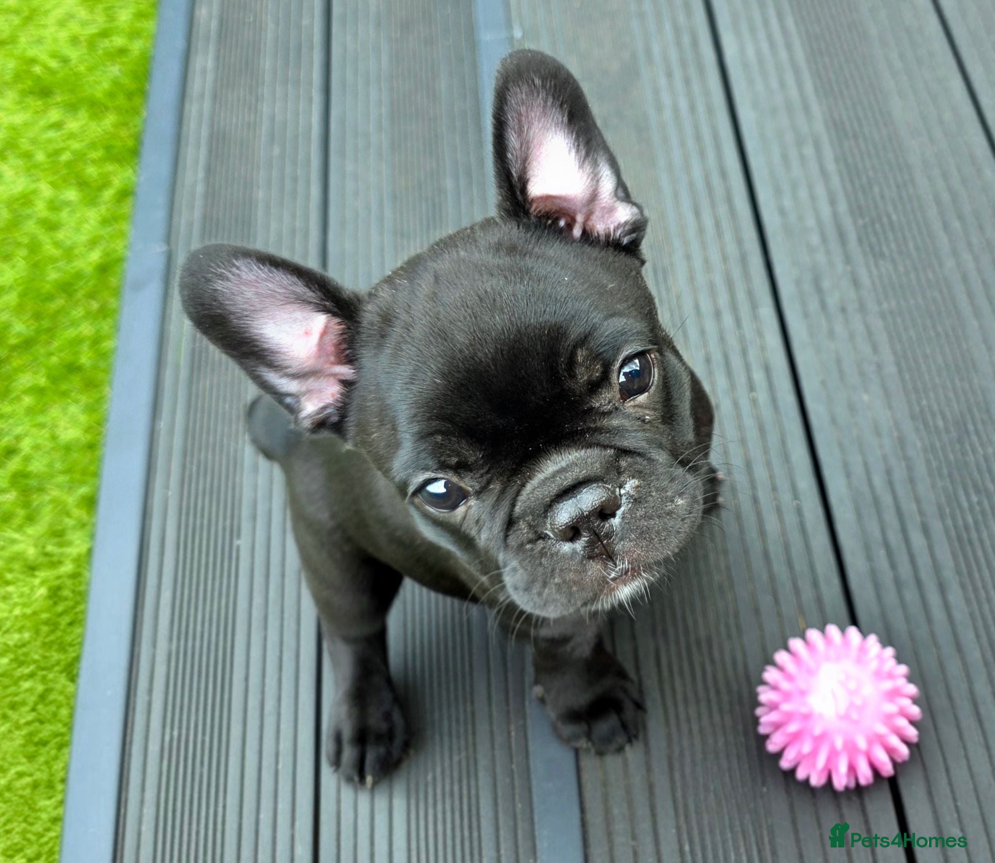 French Bulldog dogs 💛Bright, Affectionate Brindle Girl 💛Ready Now‼️ - Advert 5