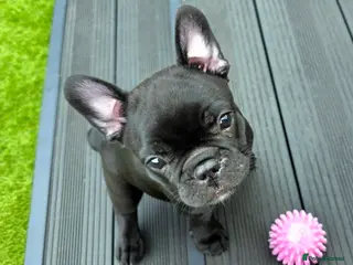 French Bulldog dogs 💛Bright, Affectionate Brindle Girl 💛Ready Now‼️ - Advert 5