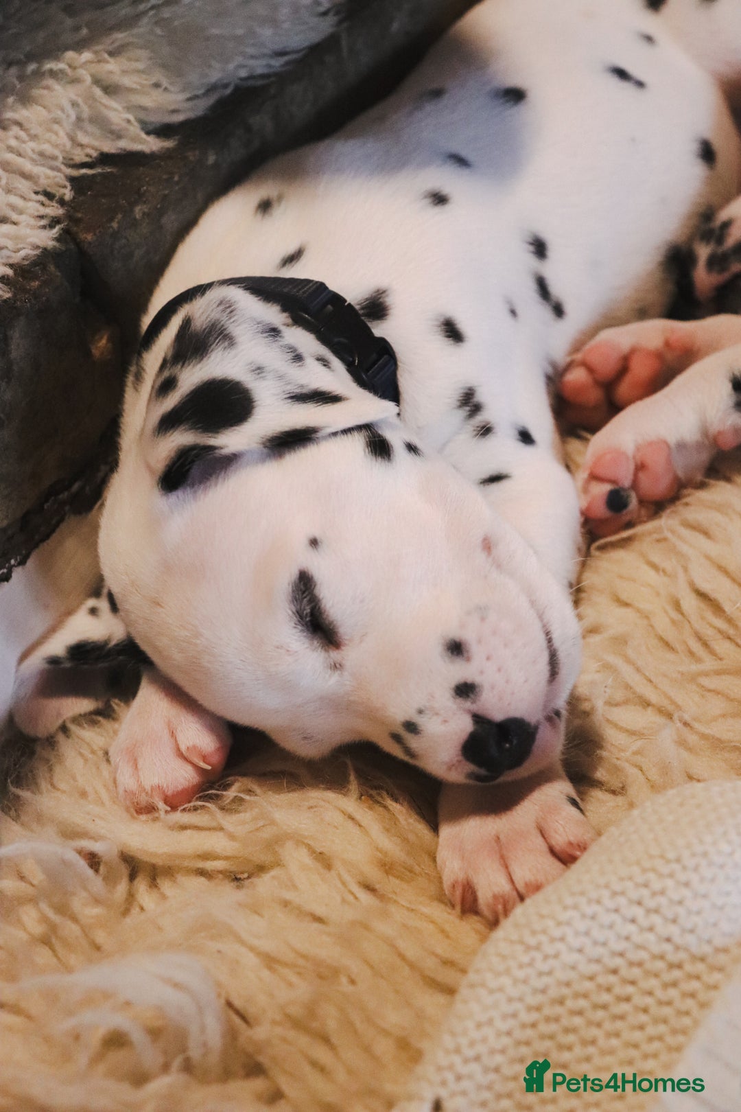 Dalmatian dogs for sale: Beautiful KC Registered Dalmatian Litter - Image 9
