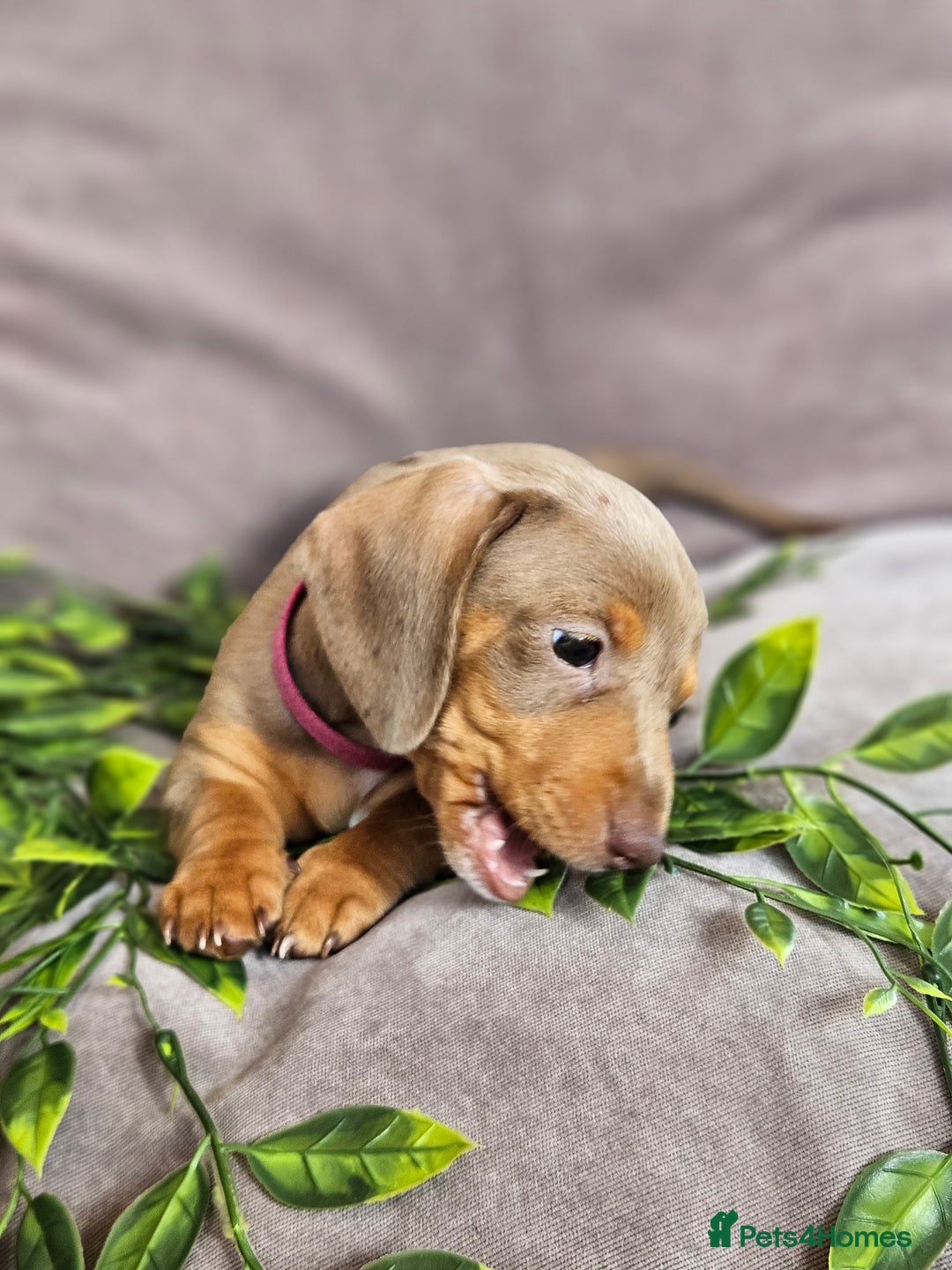 Miniature Dachshund dogs for sale: LAST PUPPY REMAINING Dapple Miniature Dachshunds  - Image 12