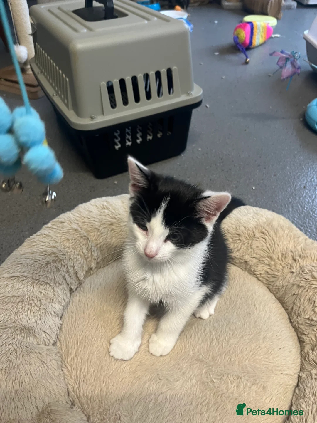 Mixed Breed cats for sale: Stunning 11 week old Tuxedo Male Kitten - Advert 2