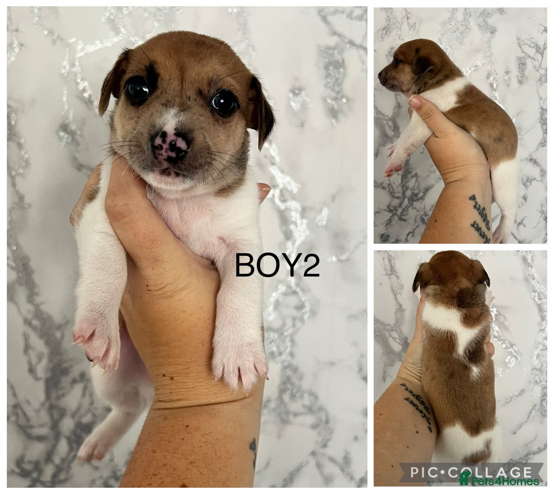 Mixed Breed dogs for sale: Beautiful terrier puppies - Image 6