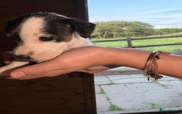 Jack Russell dogs for sale: Jack Russell puppies 5 boys left - Image 37